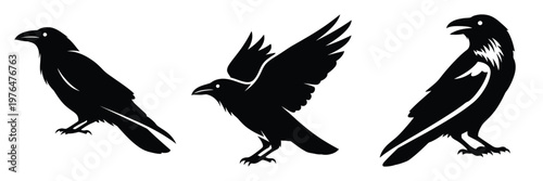 raven silhouette set vector illustration