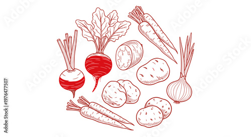 Colorful illustration of various root vegetables on white background including beets carrots potatoes and onions for food and nutrition concepts