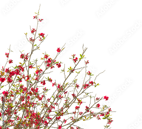 Quince Flowering branch with red flowers isolated on transparent background. Flowering tree branch isolated on transparent background PNG. Flower tree or Flower plant branch isolated white background.