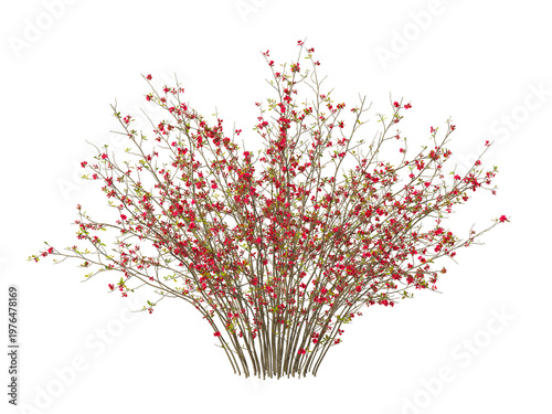 Εκτύπωση καμβά red flowering shrub isolated on transparent background