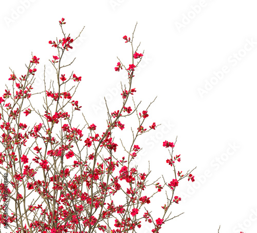 Quince Flowering branch with red flowers isolated on transparent background. Flowering tree branch isolated on transparent background PNG. Flower tree or Flower plant branch isolated white background.