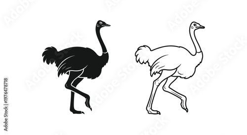 Ostrich vs Emu Flightless Bird Comparison Guide Vector