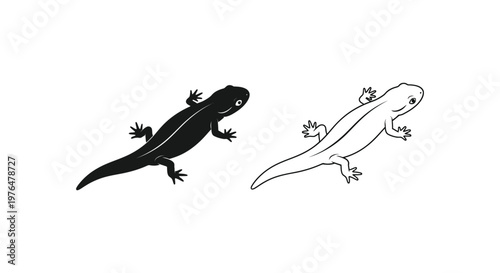 Black and White Salamander vs Newt Comparison Guide Vector