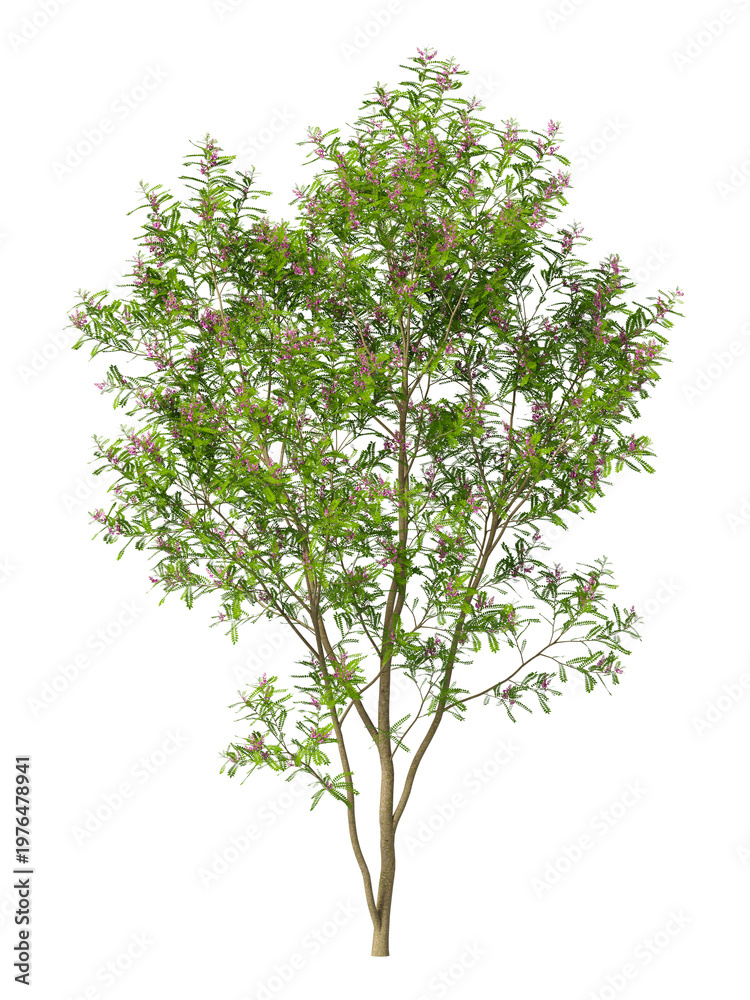 Obraz premium purple flowering shrub isolated on transparent background. Single small flowering tree isolated on transparent background. isolated on white background. purple flower tree PNG. Small flower plant PNG.
