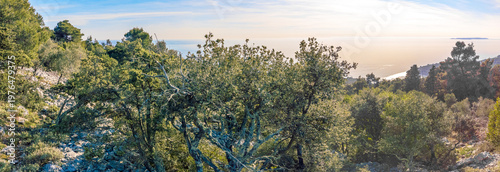 Bild auf Leinwand Panoramic view of the scenic Adriatic coast during golden hour with olive trees in the foreground