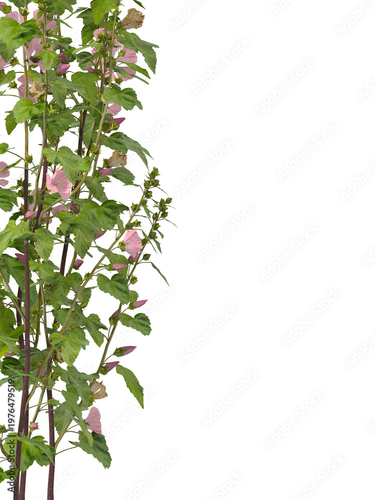 Obraz premium Mallow Flowering branch with pink flowers isolated on transparent background. Flowering tree branch isolated on transparent background PNG. Flower tree or Flower plant branch isolated white background