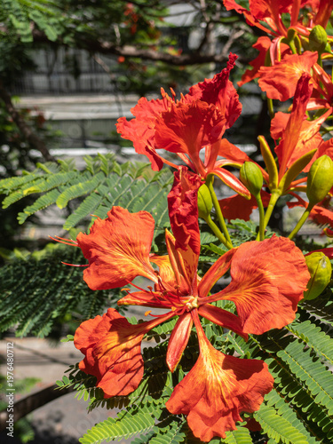 Poinciana regia or Delonix regia and its large inflorescences. The most common names are: royal poinciana, flamboyant, red acacia, phoenix flower, forest flame or flame tree.