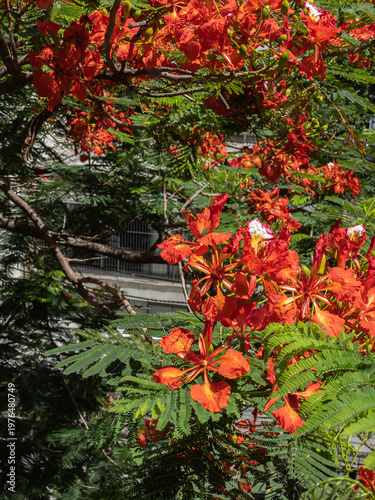 Poinciana regia or Delonix regia and its large inflorescences. The most common names are: royal poinciana, flamboyant, red acacia, phoenix flower, forest flame or flame tree.