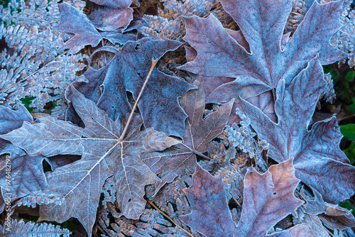 Canada, BC, Vancouver Island, Cowichan Bay.  Frost covers the edges of fallen leaves.
