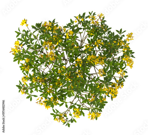 Tableau sur toile yellow flowering shrub isolated on transparent background