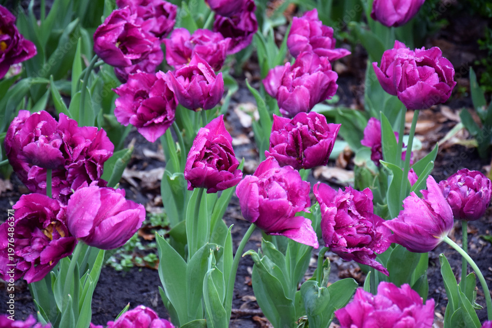 Fototapeta premium Beautiful fuchsia-colored peony tulips. Various varieties and colors of tulips. Many tulips are planted in the park.