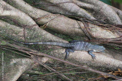 View of cool scales and patterns of a striped lizard bask in the warmth of the sun, nestled amongst the textured roots of a tree, Quepos, Puntarenas Province, Costa Rica.