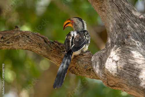 A southern yellow-billed hornbill (Tockus leucomelas) perched on a large branch of a tree
