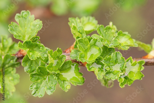 Quadro em tela Young gooseberry leaves after rain in spring on a blurred background