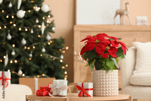 Christmas flower poinsettia...