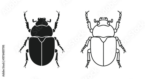 Beetle Identification Guide Key Differences Vector