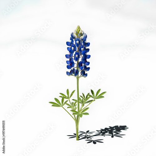 Vibrant bluebonnet flower standing tall against a clean white backdrop.