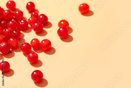 Fresh viburnum berries on b...
