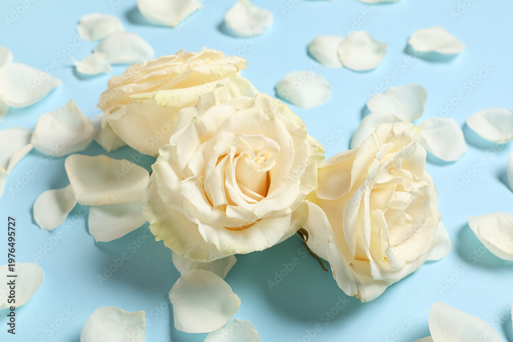 Naklejka premium Beautiful white rose flowers and petals on blue background