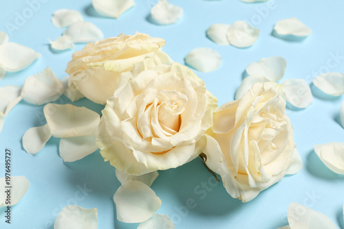 Beautiful white rose flowers and petals on blue background