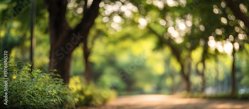 Blurred park path with lush green trees and foliage, sunlight filtering through leaves