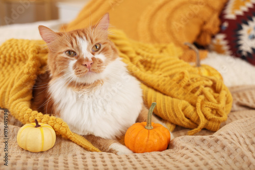Cute fluffy cat with warm p...