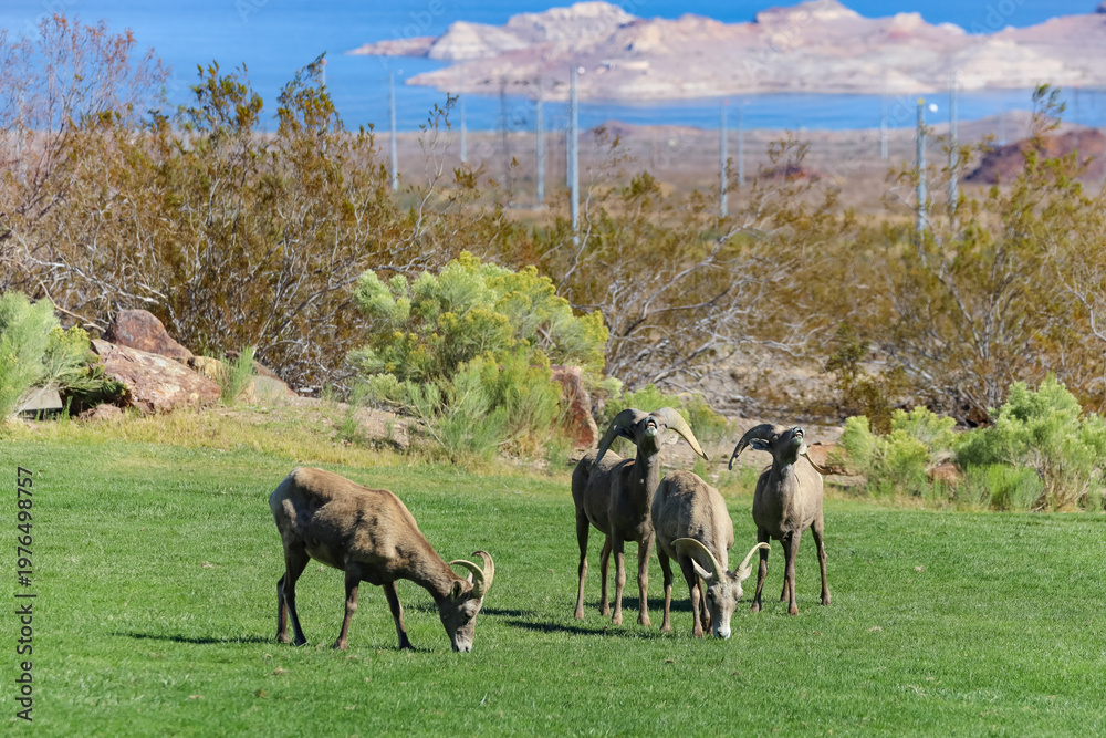 Fototapeta premium Rams in the wild