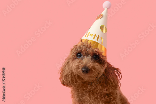 Cute Toy Poodle dog in part...