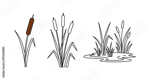 Cattail Plant Illustrations: Single, Group, and Marsh Setting