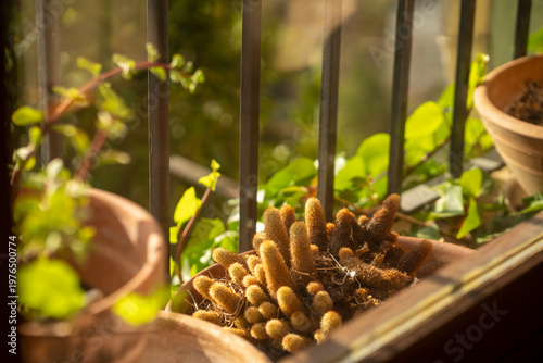 View of balcony and potted green plants in a rustic vintage interior.