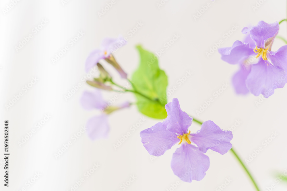 Obraz premium 紫色のオオアラセイトウの花を室内撮影11