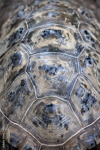 Φωτογραφία Close-up above view of the patterns of a Aldabra Giant Tortoise shell