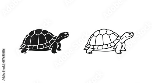 Tortoise vs Turtle Shell Comparison Guide Vector