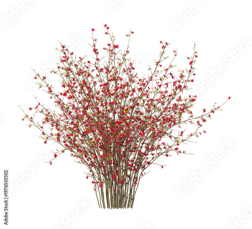 Fotografie red flowering shrub isolated on transparent background
