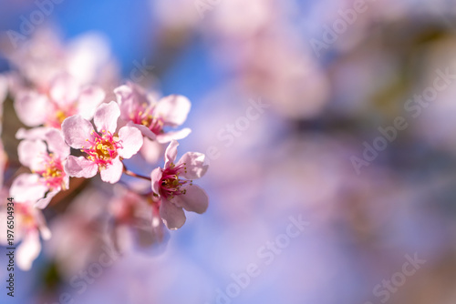 Delicate pink Prunus cerasifera blossoms on minimal background. Ornamental plum flowers with buds in spring. Soft pastel blooming branch with shallow depth of field