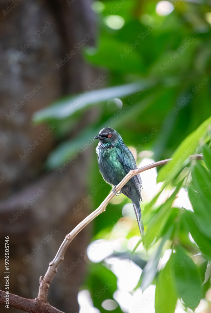 Fototapeta premium Bronzed Drongo (Dicrurus aeneus). Bird with metallic green or bronze-colored gloss on its feathers, head, breast, and back of the neck.