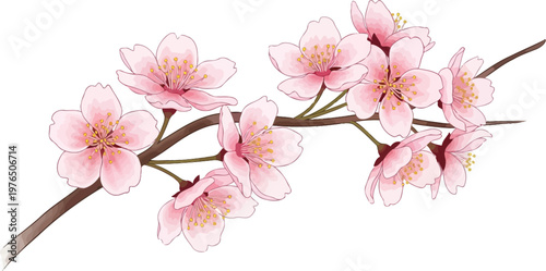 Pink Cherry Blossom Flower Branch 1.