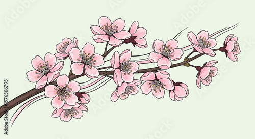 Pink Cherry Blossom Flowers on Branch.