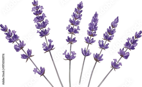 Purple Lavender Flowers on Stems.