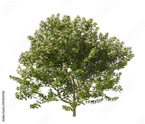 Tableau sur toile myrtle flowering shrub isolated on transparent background