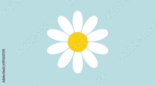 White daisy flower with yellow center.