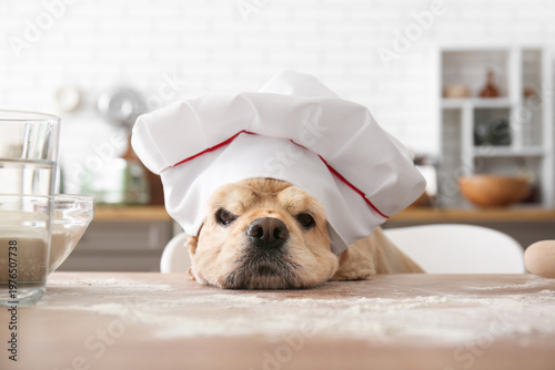 Cute dog with chef's hat at...