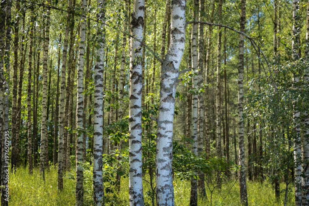 Obraz premium Birch tree forest background