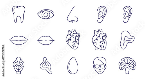 Collection of Human Anatomy Sketches Featuring Key Organs and Senses in Line Drawings.