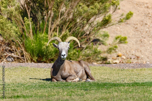 Bighorn sheep laying in the grass