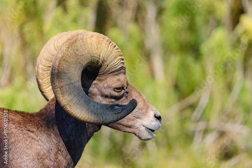 Ram head close-up