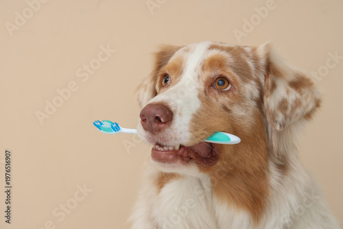 Cute Australian Shepherd do...