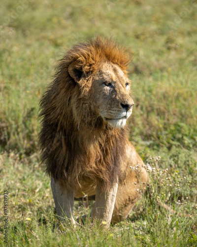 King of Africa, male lion sitting in the grass