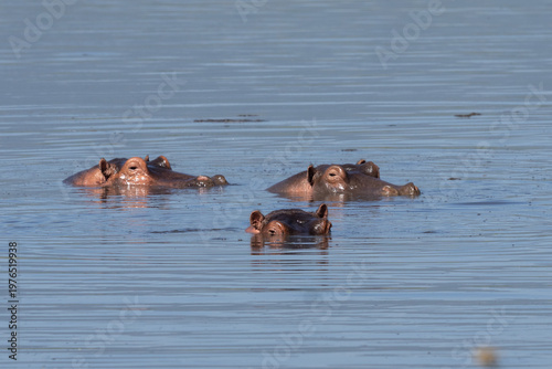 Three hippos looking around from a lake in the Ngorongoro crater