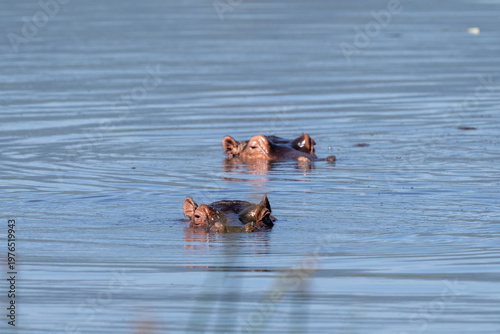 Two hippos peaking out of the water